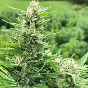 Photo of Suver Haze CBD Flower