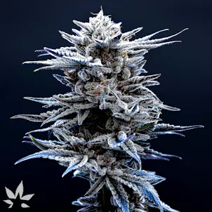 Photo of Blackberry Cookies
