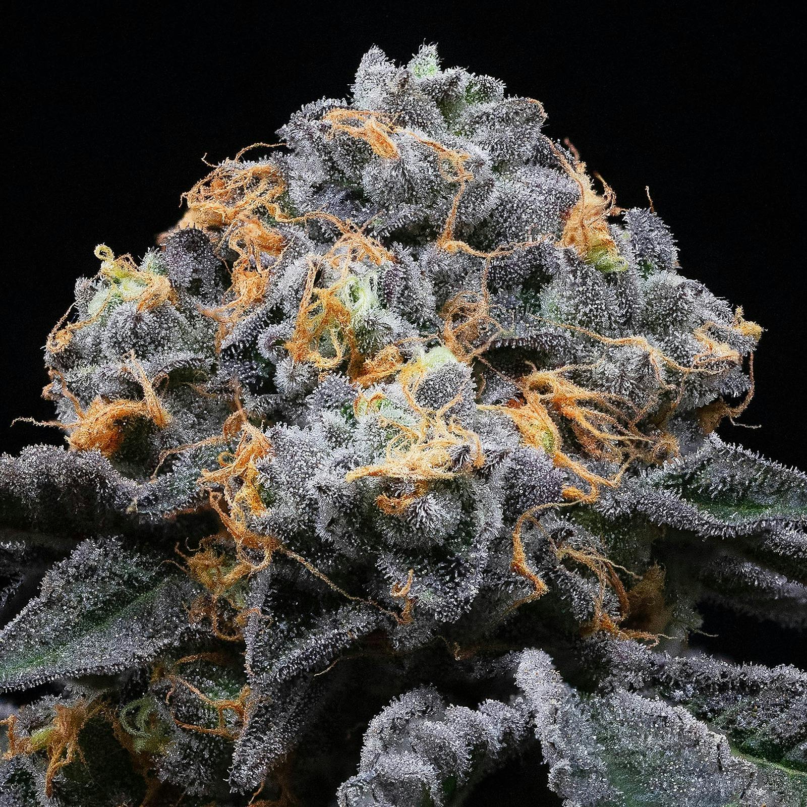 Cookies Canada GP20 Leafly