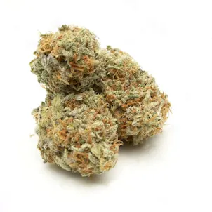 Photo of Afghan Feminized