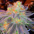 Product image for Purple Zkittlez Fem Seeds