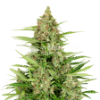 Product image for Wedding Cake Feminized Seeds