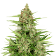 Wedding Cake Feminized Seeds