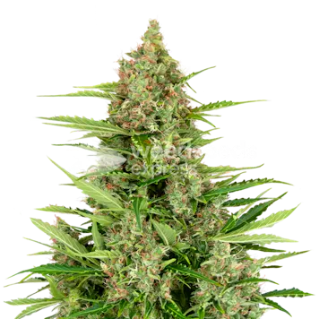 Photo of Wedding Cake Feminized Seeds