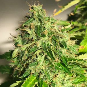 Photo of Auto Cannabis Light Feminized