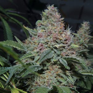 Photo of PINK GORILLA (hybrid)