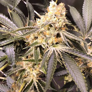 Photo of Cherry Cordial (Hell's OG x Space Queen)