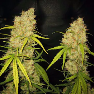 Photo of Skunk Special
