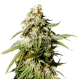Product image for Gorilla Glue #4 Feminized Seeds