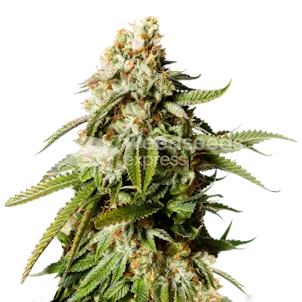 Photo of Gorilla Glue #4 Feminized Seeds