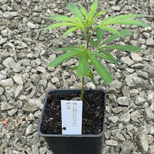Photo of Blue Girl Scout Cookies Clone