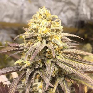 Photo of Critical Super Silver Haze