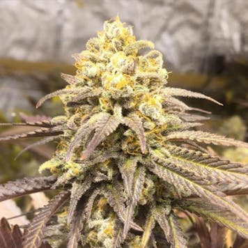 Photo of Critical Super Silver Haze