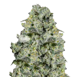Photo of MAC 1 Feminized Seeds
