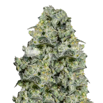 Photo of MAC 1 Feminized Seeds