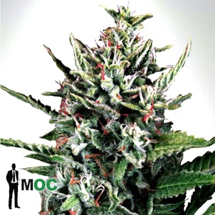 Photo of Auto Silver Bullet