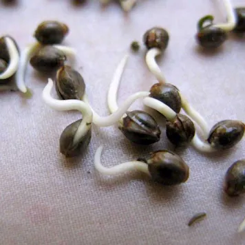 Photo of Bruce Banner Seeds - Autoflower
