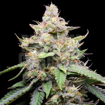 Photo of Banana Cream Pie