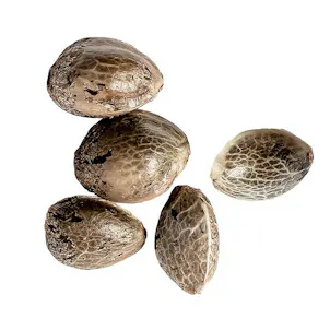 Photo of Biscotti Seeds - Autoflower