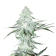 Product image for Amnesia Seeds