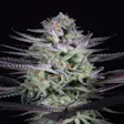 Product image for Blue Cookies Feminized