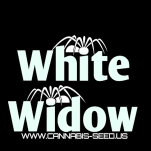 Photo of WHITE WIDOW – 10 PACK