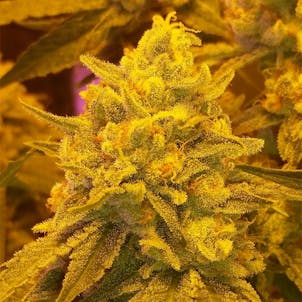 Photo of Private Reserve