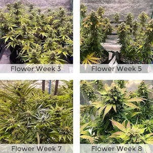 Photo of GG4 Autoflower