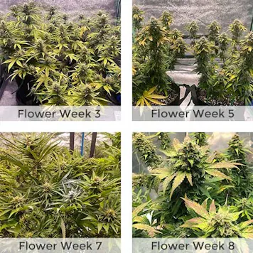 Photo of GG4 Autoflower