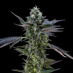 Photo of Air Gelato #23 | Hybrid Flower (3.5g)