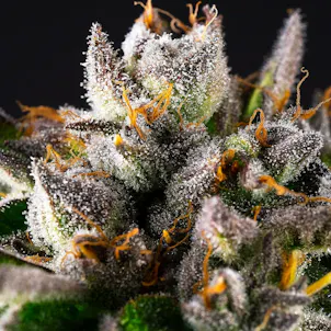 Photo of Good Day Farm: Mandarin Temple | Flower | 3.5g