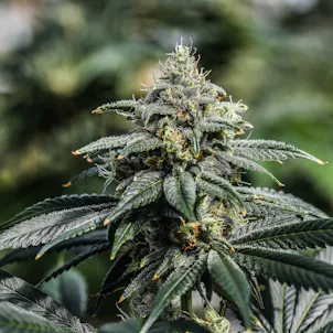 Photo of Chemical Party