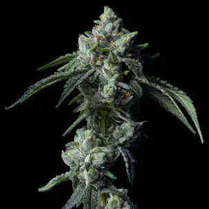 Photo of Challah Bread Feminized Cannabis Seeds