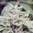 Product image for Lemon Glue F2 Seeds 12-pack