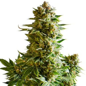 Photo of Gelato XTRM Feminized