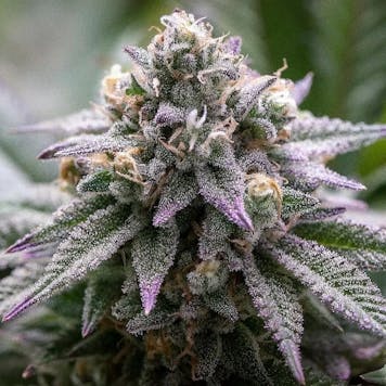 Photo of Blueberry Muffins (feminized)