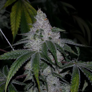 Photo of Dawgy Treats