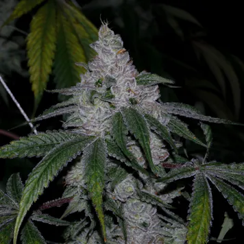 Photo of Dawgy Treats