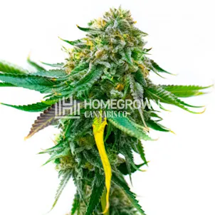 Photo of White Widow Autoflower