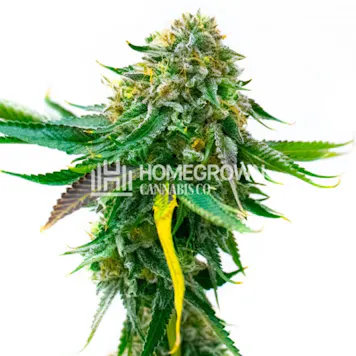 Photo of White Widow Autoflower