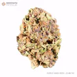 Product image for Purple Hindu Kush