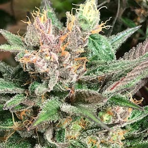 Photo of Weebe's World