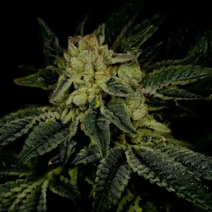 Photo of Triangle Kush