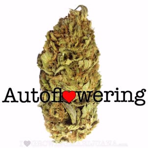 Photo of AK-47 (autoflowering) seeds