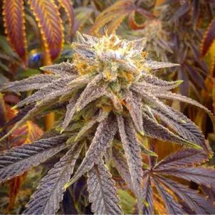 Photo of Blue Balls 10 Pack