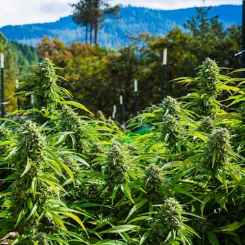 Photo of Double D OG