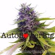 Product image for Blueberry Autoflower