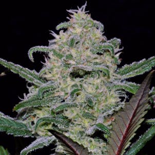 Photo of Pineapple Express