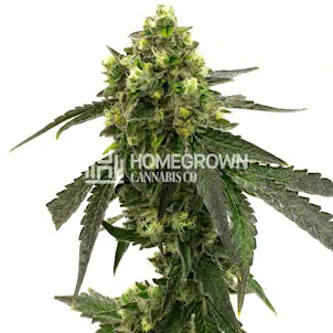 Photo of Girl Scout Cookies Feminized