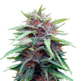 Durban Poison Feminized Seeds